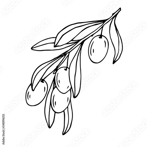 Botanical linear sketch of olive tree branch.Vector graphic.