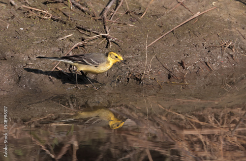 Citrine wagtail is a small songbird in the family Motacillidae photo