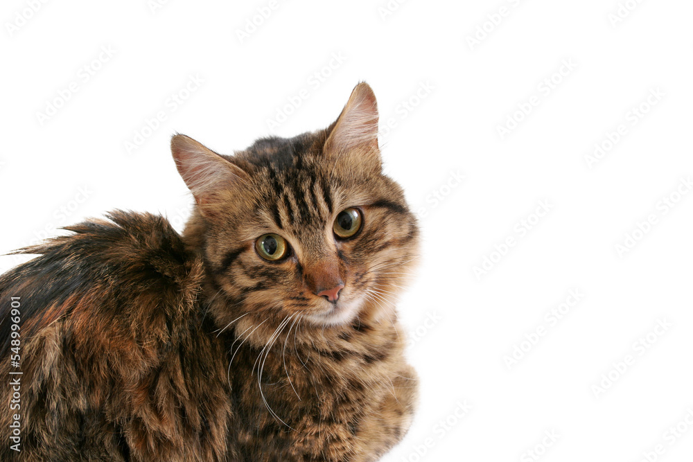 portrait of a cat, png file