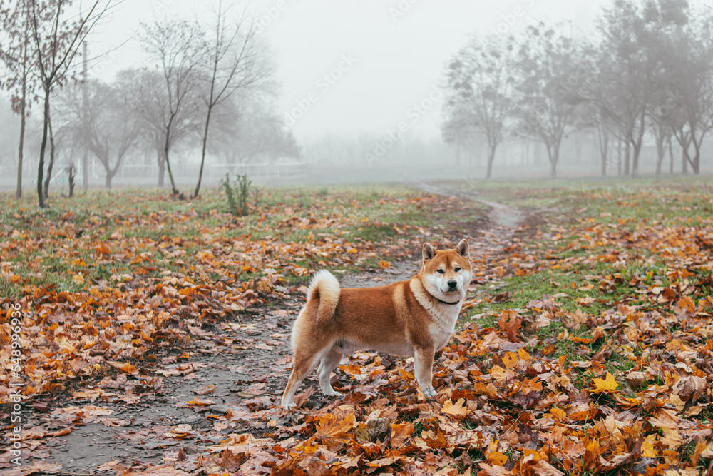 Fototapeta premium Japanese Shiba Inu breed dog walks in the autumn foggy park. Ukrainian dog shiba inu Kent