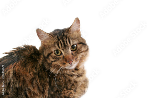 portrait of a cat, png file