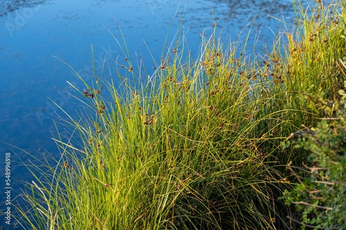 Фотография Selective of bulrush reeds by the pond