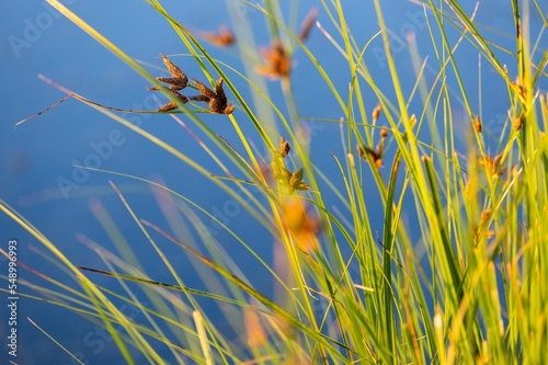 Selective of bulrush reeds by the pond photo