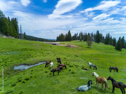 Herd with horses grazing on meadov with stream near forest in mountain valley photo