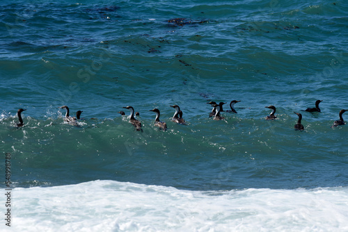 Imperial Cormorant, breeding colony, Paulet Island, Antarica