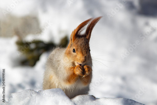 Squirrels in the park eat in winter nature. Proteins close up. Wild nature. Animals in the parks.