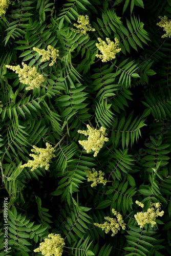 Vertical shot of a Sorbaria bush, perfect for wallpapers photo