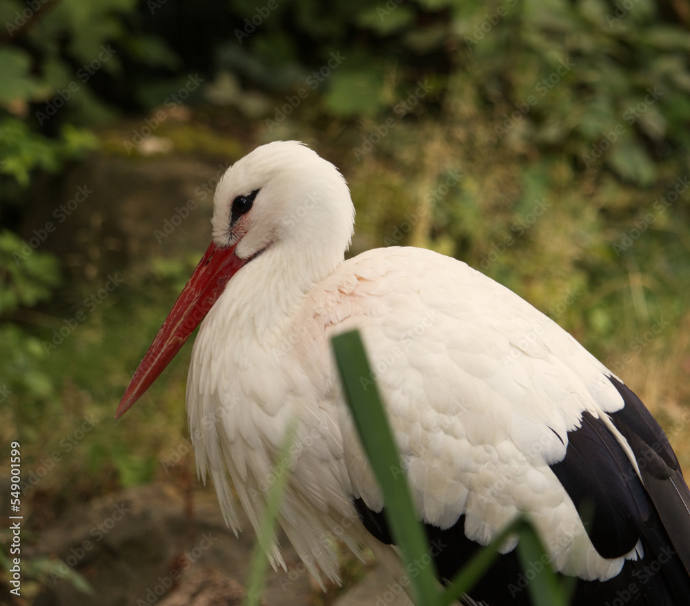 Fototapeta premium european stork close up near colorful