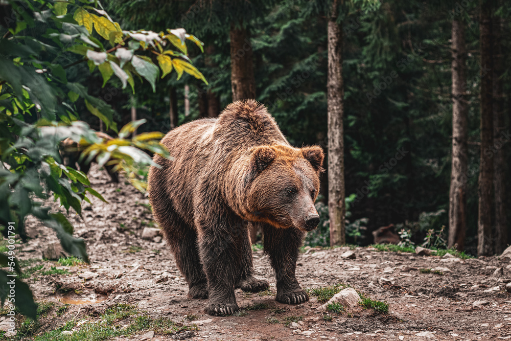 Fototapeta premium Brown beautiful bear in the forest. Nature view
