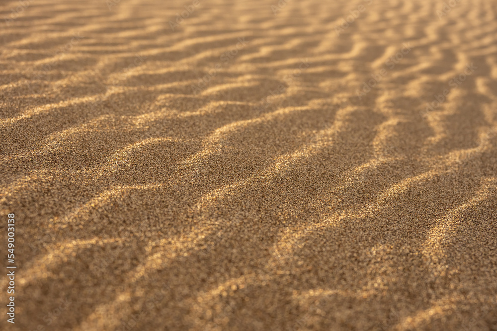 Golden Sand Sparkles Across Surface of Dunes Golden Sand Sparkles Across Surface of Dunes
