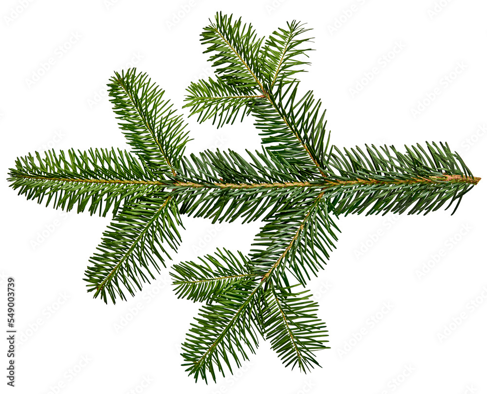 Spruce branch from Christmas tree with transparent background