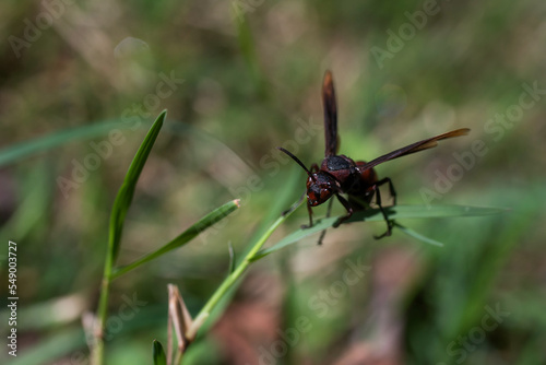 dragonfly on a leaf