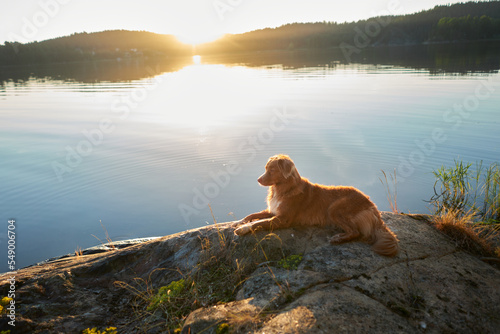 dog on the stone seashore at sunset. Nova Scotia duck tolling retriever in a unique landscape