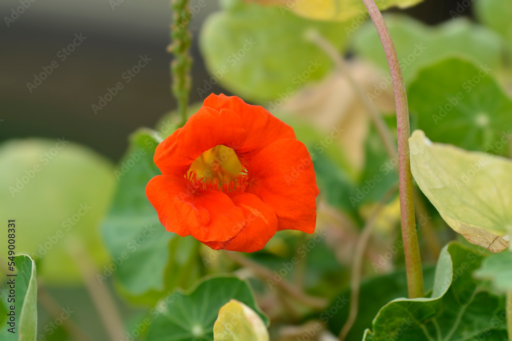 Fototapeta premium Garden nasturtium flower