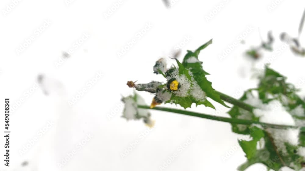 A yellow flower with green leaves sways in the wind during the first white snow in winter. Top view. A yellow flower with green leaves sways in the wind during the first white snow in winter. Top view.