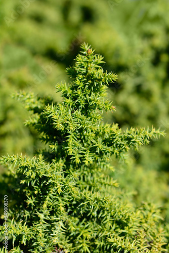 Japanese cedar Twinkle Toes branches
