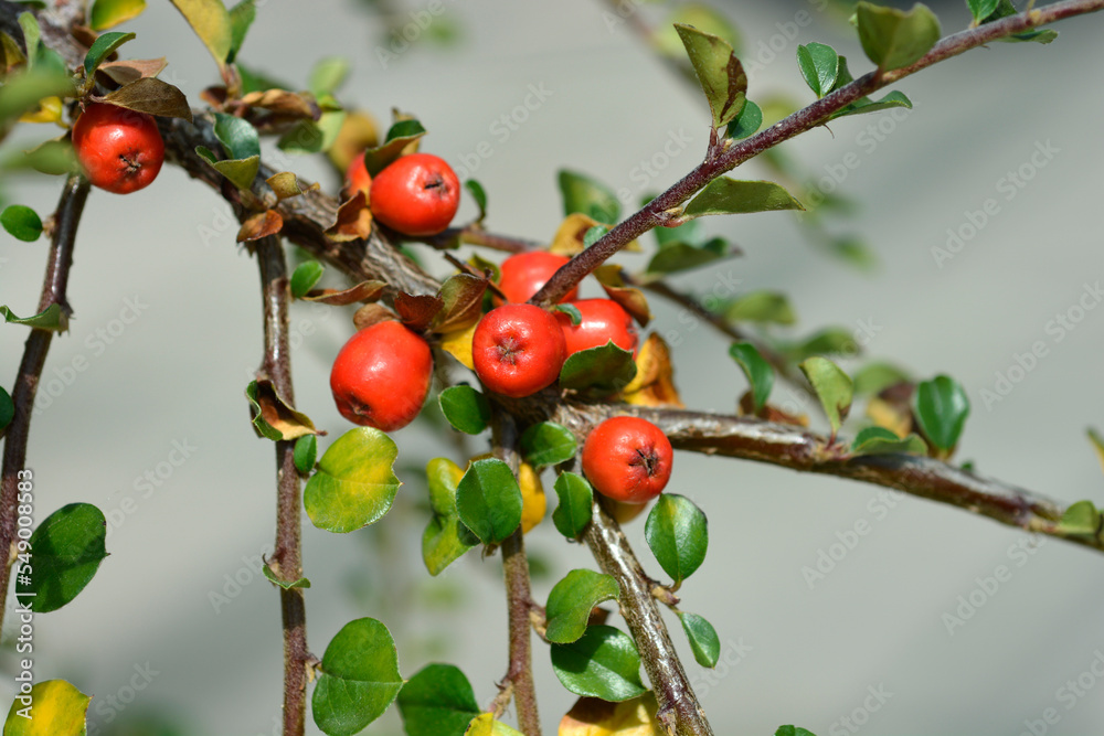 Blackburn Cranberry Cotoneaster branch with fruit