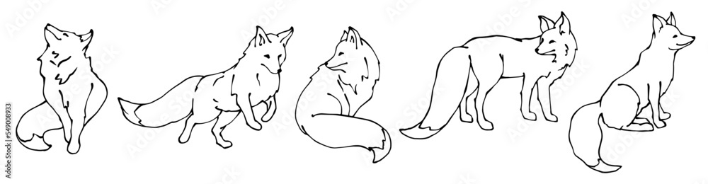 Set of sketches of wild forest animals foxes.Vector graphics. Set of sketches of wild forest animals foxes.Vector graphics.