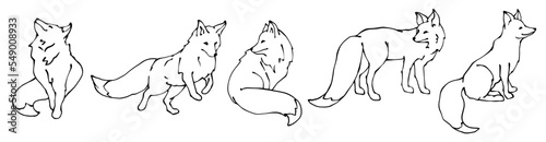 Set of sketches of wild forest animals foxes.Vector graphics.
