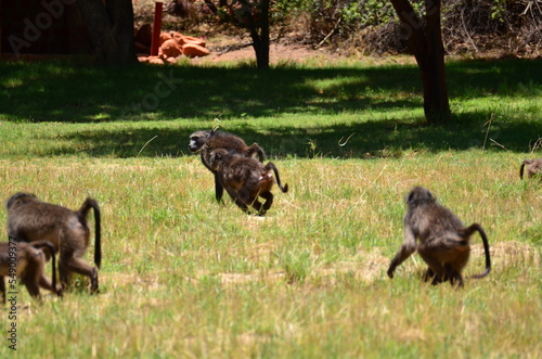 african babbon group on green grass monkey ape wild photo