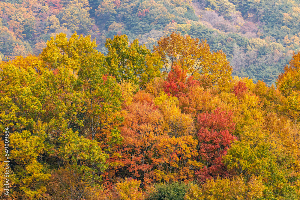 autumn in the forest