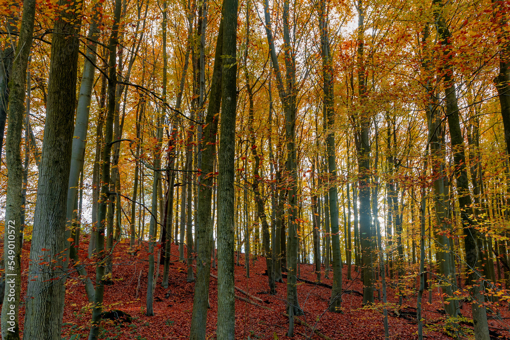 Fototapeta premium Beautiful Autumn forest in countryside of Netherlands, Yellow, Orange and green leaves on the trees, Colourful wood in fall season with red brown leaves fallen on the ground, Nature background.