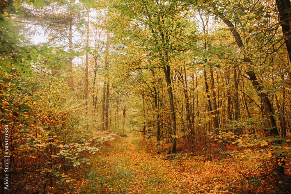 forest in autumn. time in nature. Yellow leaves on the trees. Autumn mood forest in autumn. time in nature. Yellow leaves on the trees. Autumn mood