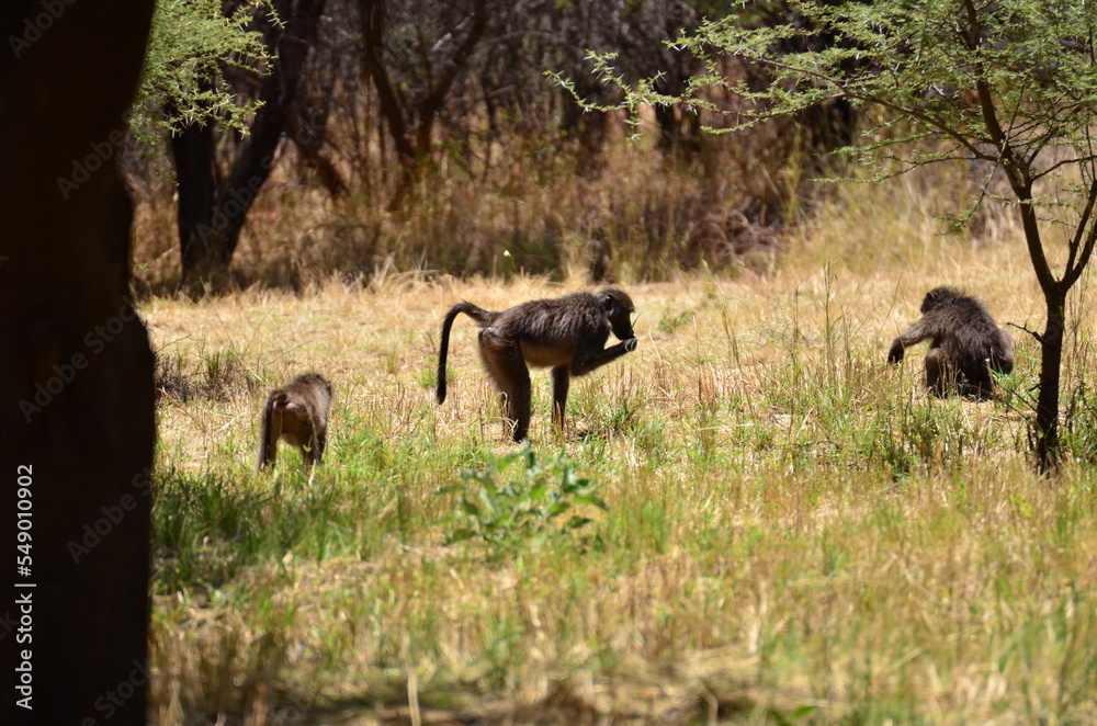 african babbon group on green grass monkey ape wild