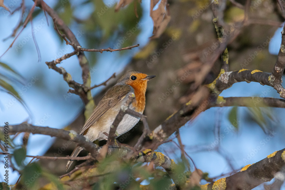European Robin perched on a tree branch European Robin perched on a tree branch