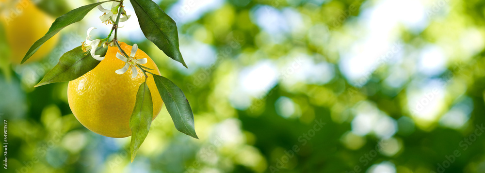 Branch of an orange tree with fruits and flowers Branch of an orange tree with fruits and flowers