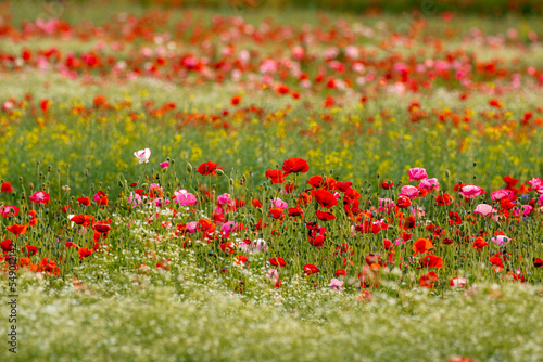 poppies in the field