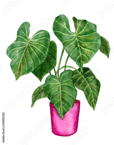 Hand drawn watercolor illustration of philodendron gloriosim houseplant, green leaves pink pot plant flower, tropical foliage leaves, expensive variety. Urban jungle nature lovers species herb. photo