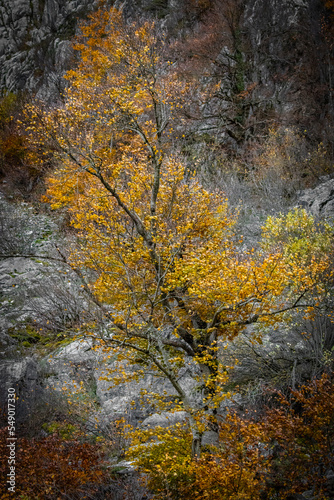 autumn lonely mountain tree