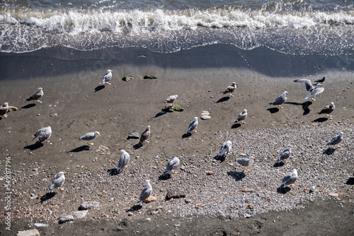 A group of seagulls (flock) rests on the seashore. The calm, cozy summer sea