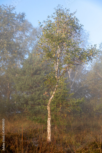 Birke im Morgenlicht in Kendlmühlfilzen, Hochmoor bei Grassau, Bayern photo