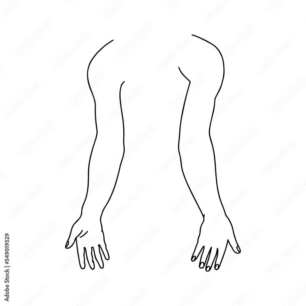 Human hands from front and back. Outline, anatomical, hand drawn illustration. Human hands from front and back. Outline, anatomical, hand drawn illustration.