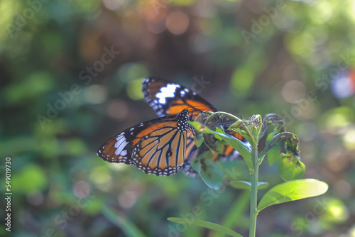 a monarchs on a flower, butterflies resting on flowers