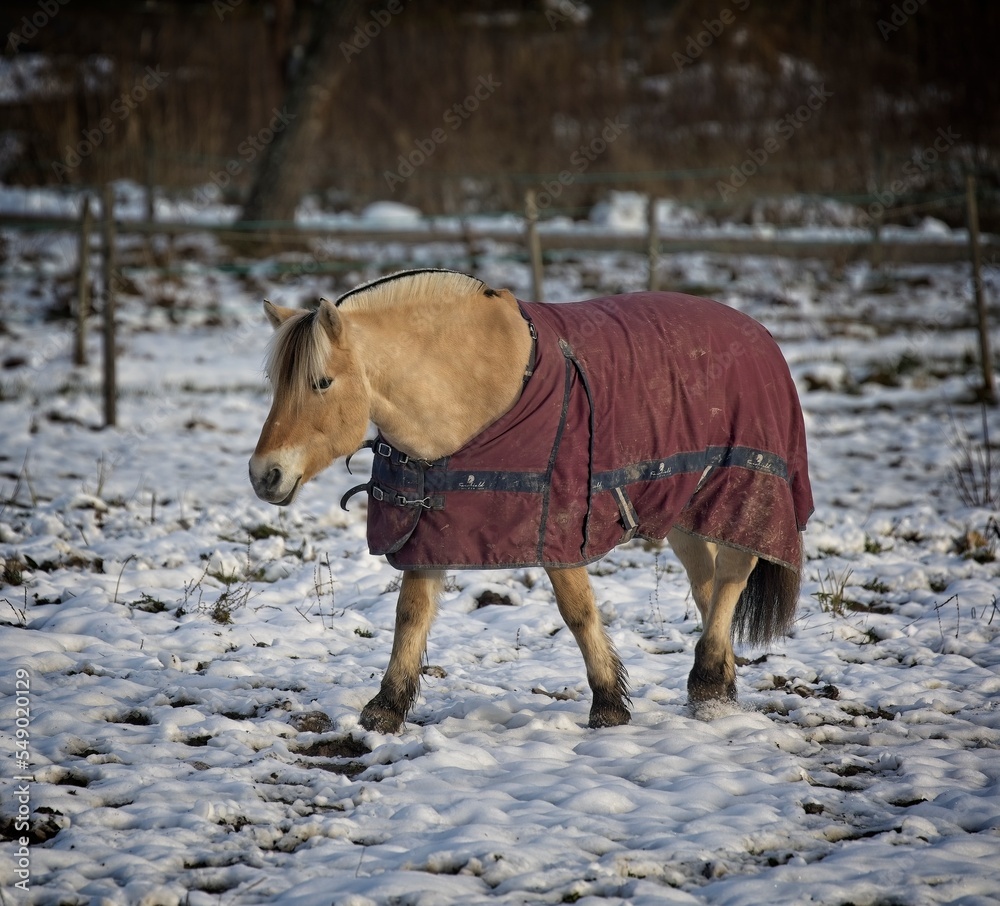 The Fjord horse originally comes from Norway, but is very popular in e.g. in the U.S The Fjord horse originally comes from Norway, but is very popular in e.g. in the U.S