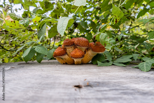 Mushrooms (Armillaria) on a tree stump