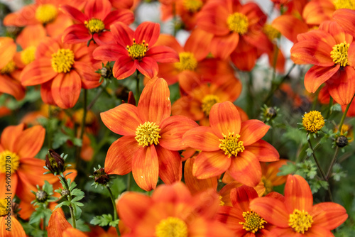 Fotografija Close-up of beggarticks (Bidens sp.) flowers