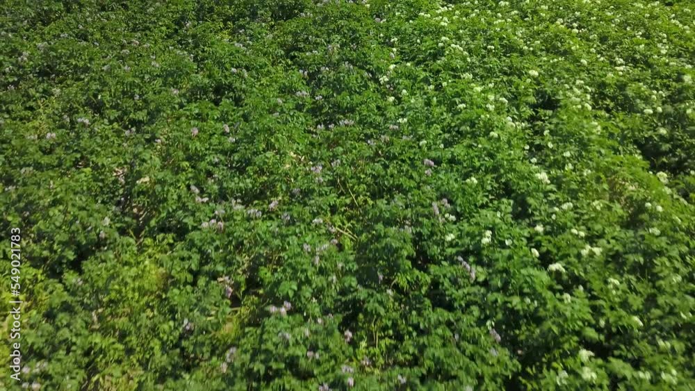 low Flying over a green flowering potato fields. purple and white potato flowers low Flying over a green flowering potato fields. purple and white potato flowers