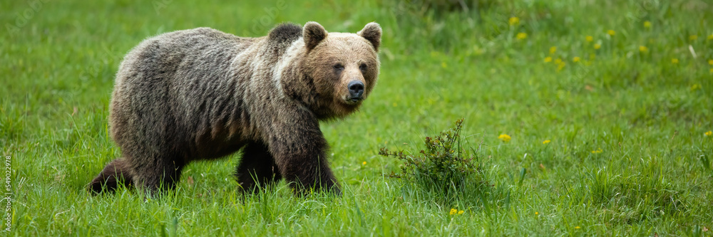 Brown bear, ursus arctos, walking on fresh grassland in summer with copy space. Large mammal moving on field in panoramic shot. Big predator marching on meadow.