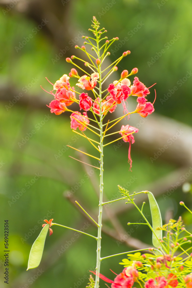 Red Peacock Flower, Flam-boyant, The Flame Tree, Royal Poinciana Red Peacock Flower, Flam-boyant, The Flame Tree, Royal Poinciana