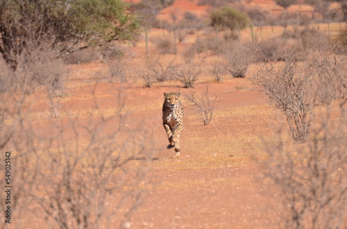 Cheetah cat kalahari desert savannah walking on sand Namibia Africa
