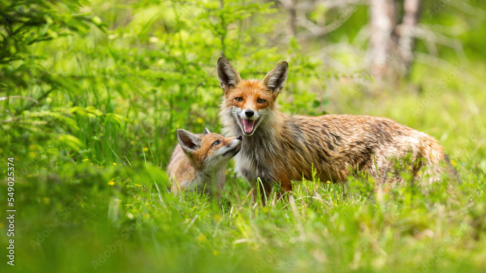 Fototapeta premium Red fox, vulpes vulpes, with cub standing on green grassland in summer. Adult mammal with little one watching on meadow. Juvenile animal looking to the mother in wilderness.