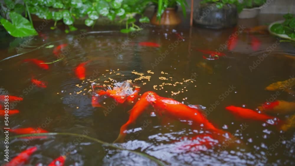 Feed the lively koi fish in the pond