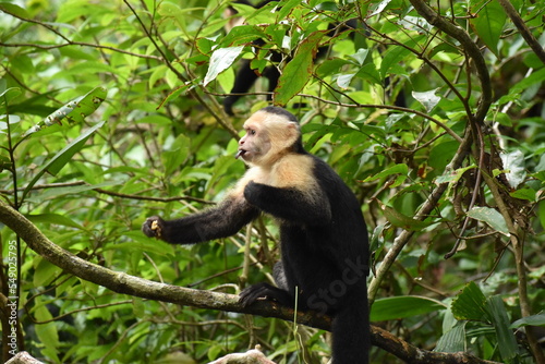 Photography White Faced monkey on a branch