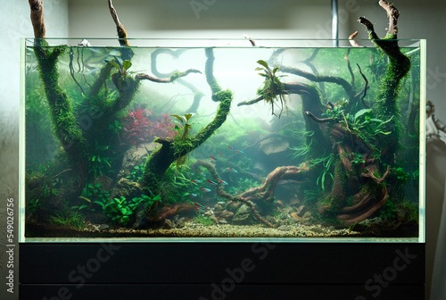  Cloudy water in aquarium. Bacterial bloom. Beautiful freshwater aquascape with live plants, Frodo stones, redmoor roots covered by java moss and a school of blue neon tetra fish. photo