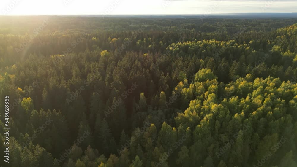 Pine forest is a natural resource, fall woodland aerial drone shot against sunny sunbeams. Flight over woods, natural background in motion, sun is touching the tree tops making the yellow. Pine forest is a natural resource, fall woodland aerial drone shot against sunny sunbeams. Flight over woods, natural background in motion, sun is touching the tree tops making the yellow.