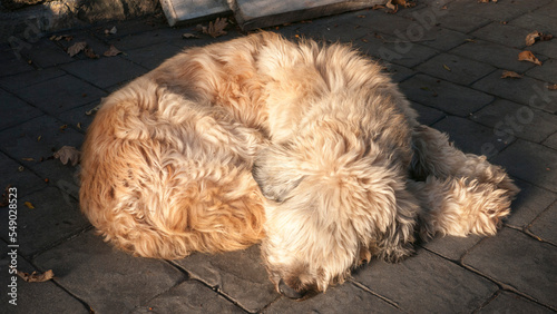 Perro peludo de color beige tumbado en patio de casa rural